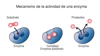 MicroTalks - Conferencias de Microbiología: Enzimas bacterianas en la vida cotidiana